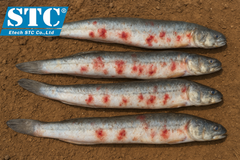 HAI CÁCH XỬ LÝ BỆNH GHẺ LỞ TRÊN CÁ KÈO