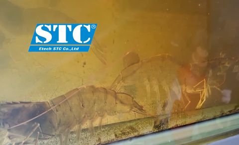 HƯỚNG DẪN KIỂM SOÁT VÀ CẮT TẢO BẰNG VI SINH STC-BIO