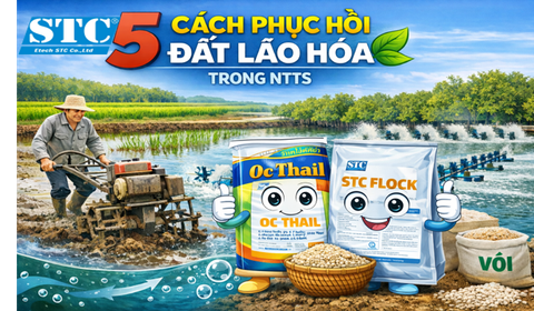 5 CÁCH PHỤC HỒI ĐẤT LÃO HÓA TRONG NTTS