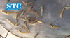 HƯỚNG DẪN CHO ĂN THỨC ĂN CÔNG NGHIỆP THEO QUY TRÌNH STC A2