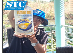 HƯỚNG DẪN THẢ TÔM ĐẠT TỶ LỆ SỐNG CAO THEO QUY TRÌNH STC A3