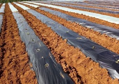 Túi Nhựa Nông Nghiệp Hưng Yên — Giải Pháp Bảo Vệ Cây Trồng Địa Phương