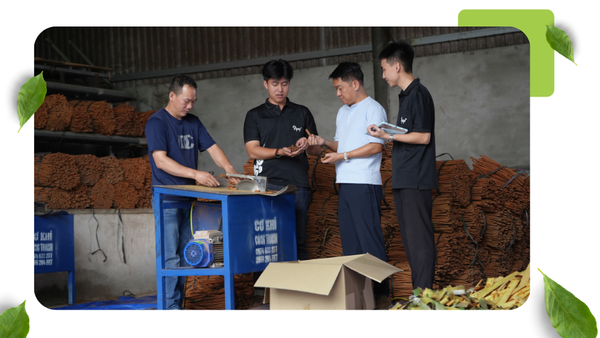 VÙNG QUẾ LÀO CAI - NGUỒN NGUYÊN LIỆU ỔN ĐỊNH VÀ CHẤT LƯỢNG CỦA VIPEP
