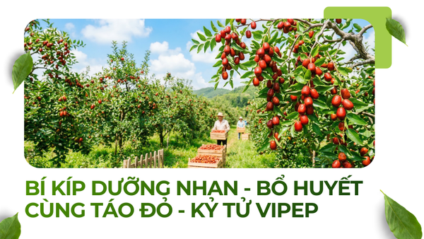 BÍ KÍP DƯỠNG NHAN - BỔ HUYẾT CÙNG TÁO ĐỎ - KỶ TỬ VIPEP
