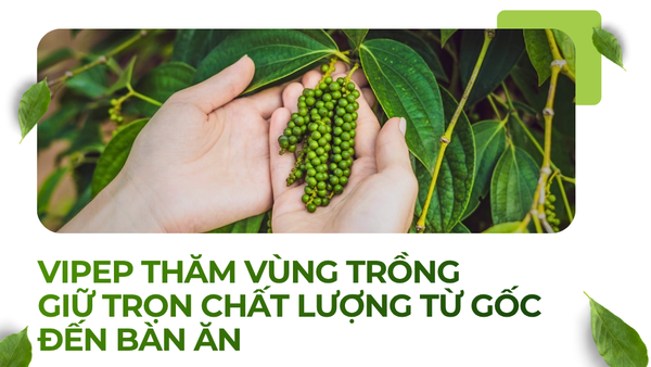 VIPEP THĂM VÙNG TRỒNG – GIỮ TRỌN CHẤT LƯỢNG TỪ GỐC ĐẾN BÀN ĂN