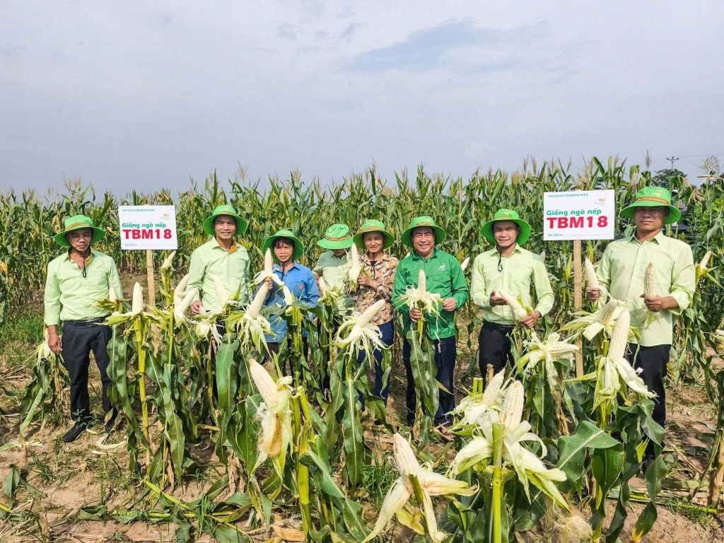GIỐNG NGÔ NẾP LAI TBM18