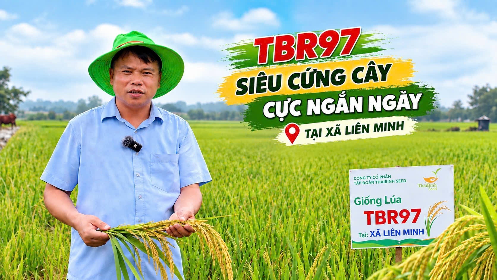 “BÀ CON THÔN TÔI CHỈ THÍCH CẤY TBR97 THÔI!”