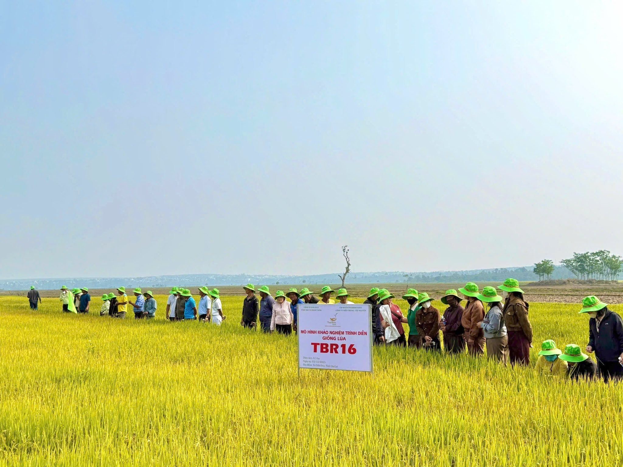 TBR16 – GIỐNG LÚA JAPONICA “BẮT NHỊP” TÂY NGUYÊN: XANH RUỘNG ĐẮK ĐOA, MỞ LỐI ĐƯỢC MÙA, ĐƯỢC GIÁ
