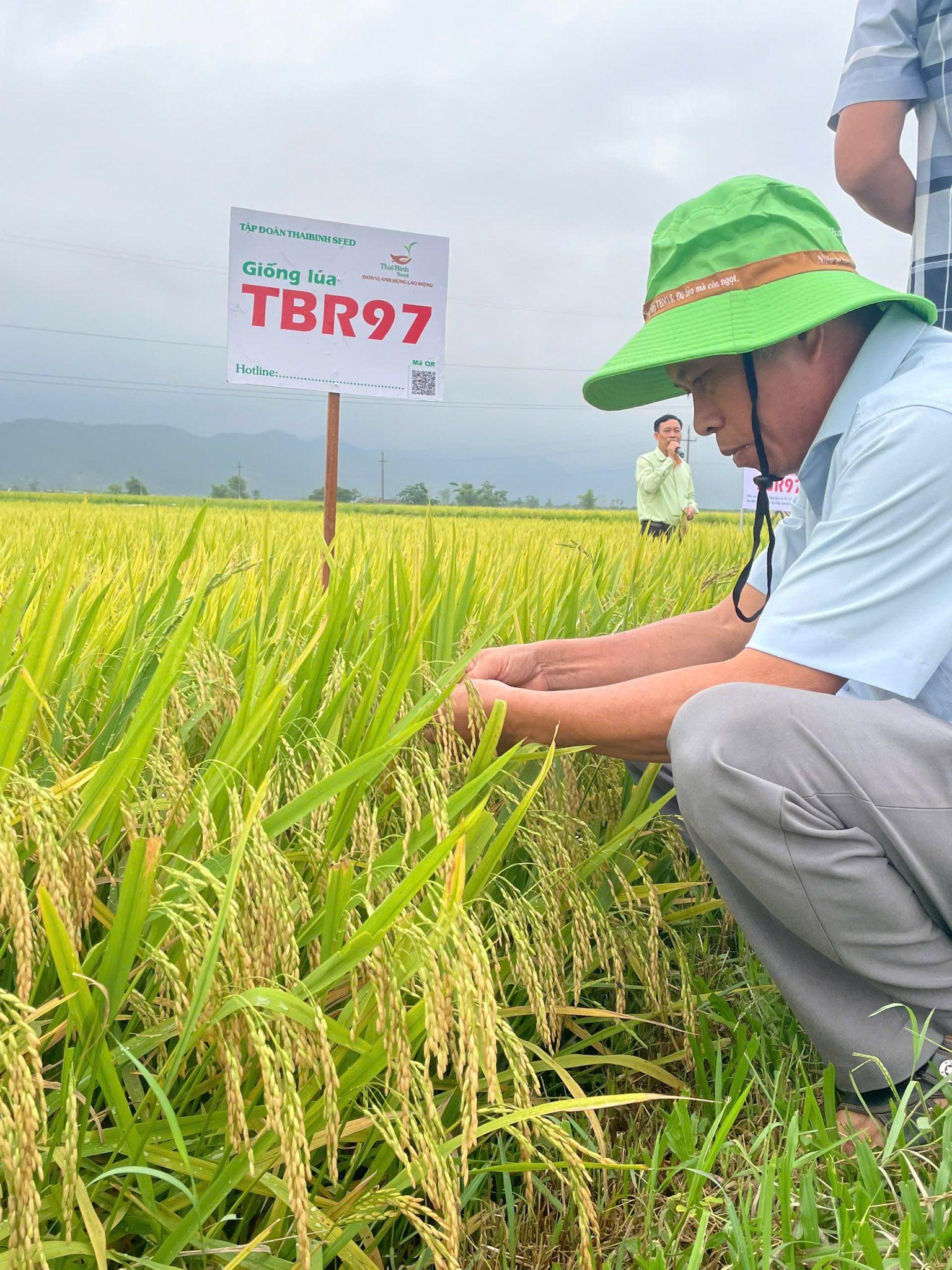 TỪ NGHI NGẠI ĐẾN BẤT NGỜ: TBR97 VỤ ĐẦU Ở HÀ HUY TẬP CHO BÀ CON KẾT QUẢ NGOÀI DỰ ĐOÁN.