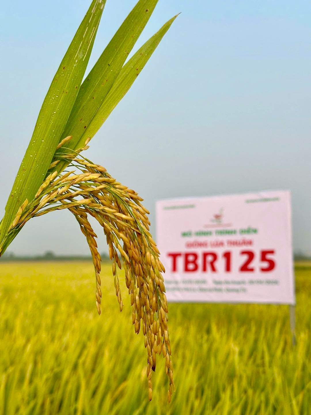 RUỘNG TBR125 Ở QUẢNG TRỊ KHIẾN BÀ CON ĐI QUA CŨNG PHẢI DỪNG LẠI HỎI