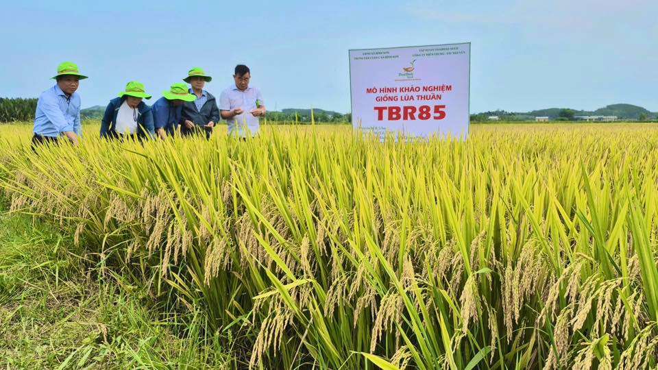BỘ GIỐNG THAIBINH SEED CHINH PHỤC BÀ CON MIỀN TRUNG TÂY NGUYÊN NHƯ THẾ NÀO?