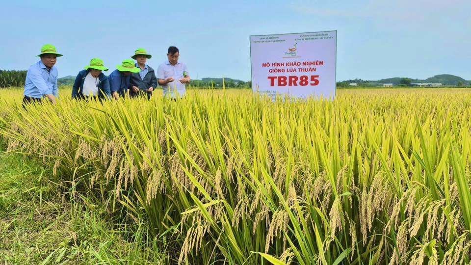 BỘ GIỐNG THAIBINH SEED CHINH PHỤC BÀ CON MIỀN TRUNG TÂY NGUYÊN NHƯ THẾ NÀO?