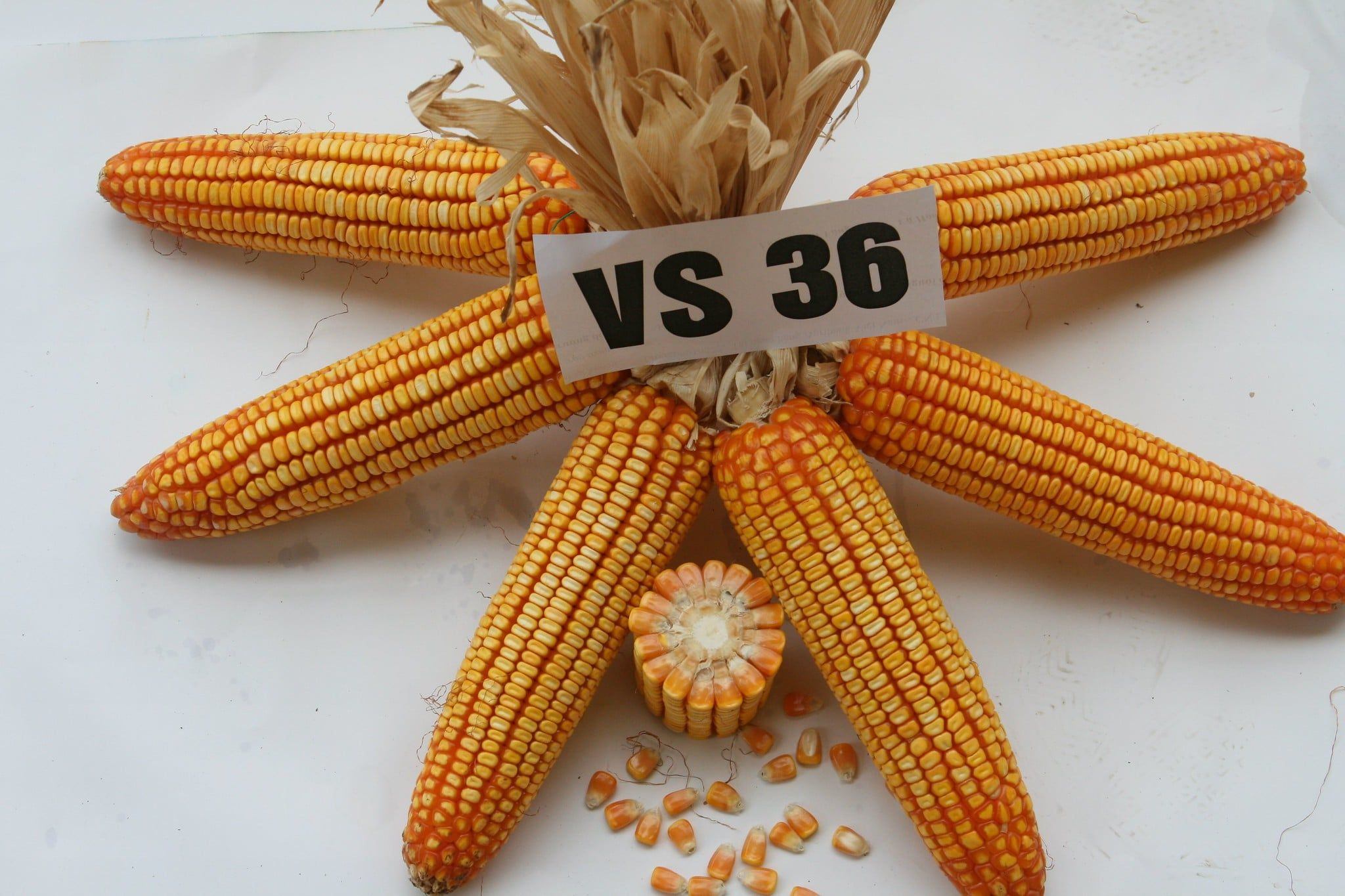GIỐNG NGÔ LAI VS36