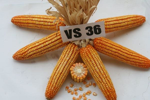GIỐNG NGÔ LAI VS36