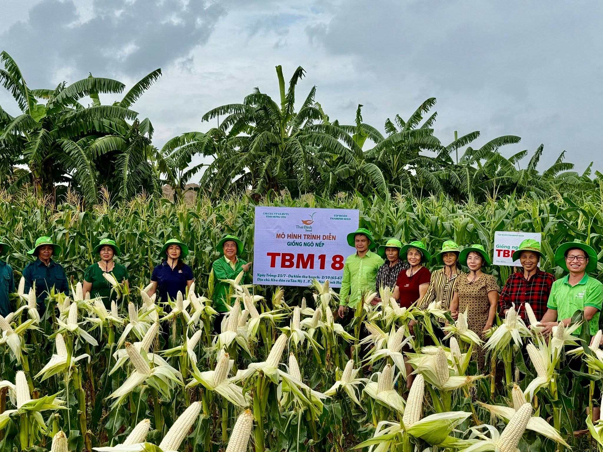 6 SÀO NGÔ, HƠN 2 THÁNG LÃI 25 TRIỆU – BÀ CON PHẤN KHỞI VỤ NGÔ TBM18!