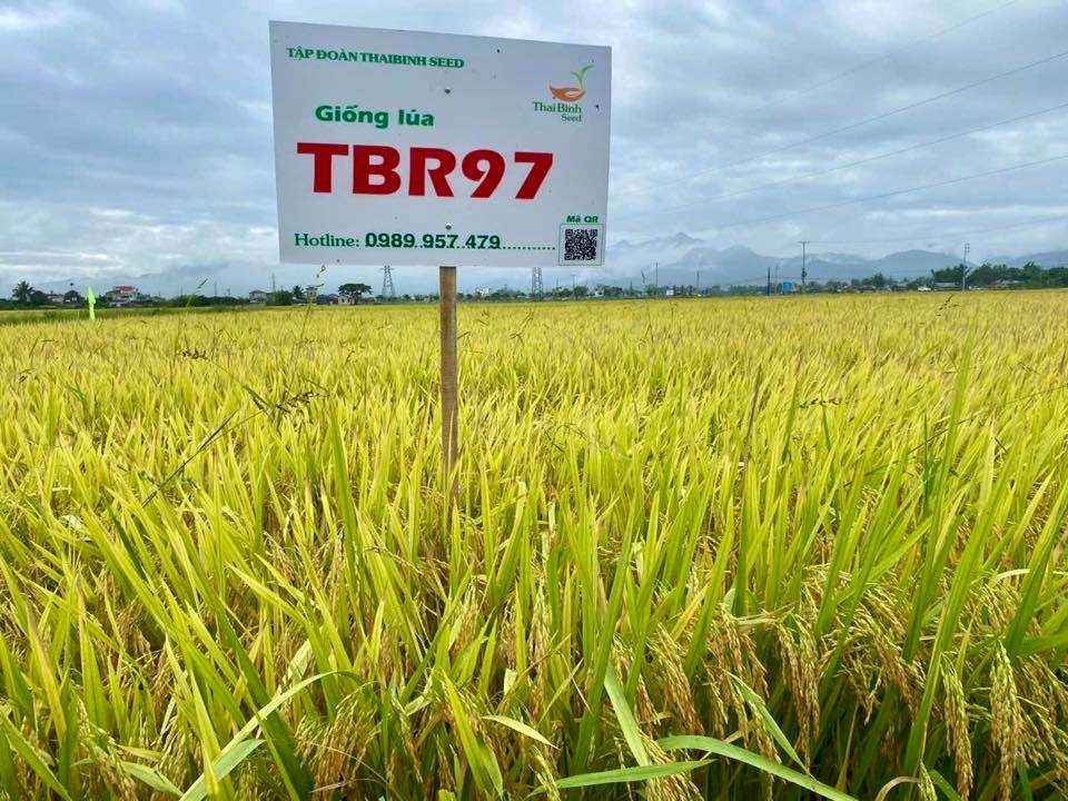 TBR97 – VỮNG VÀNG TRƯỚC BÃO, CHỜ MÙA VÀNG NO ĐỦ