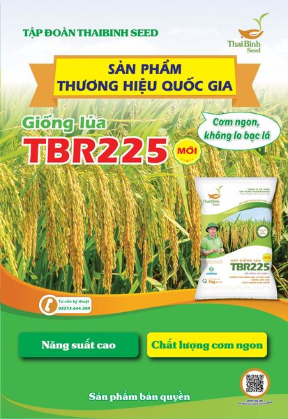 TBR225 – GIỐNG LÚA CHỊU RÉT TỐT, NĂNG SUẤT CAO, CƠM NGON, KHÔNG LO BẠC LÁ.