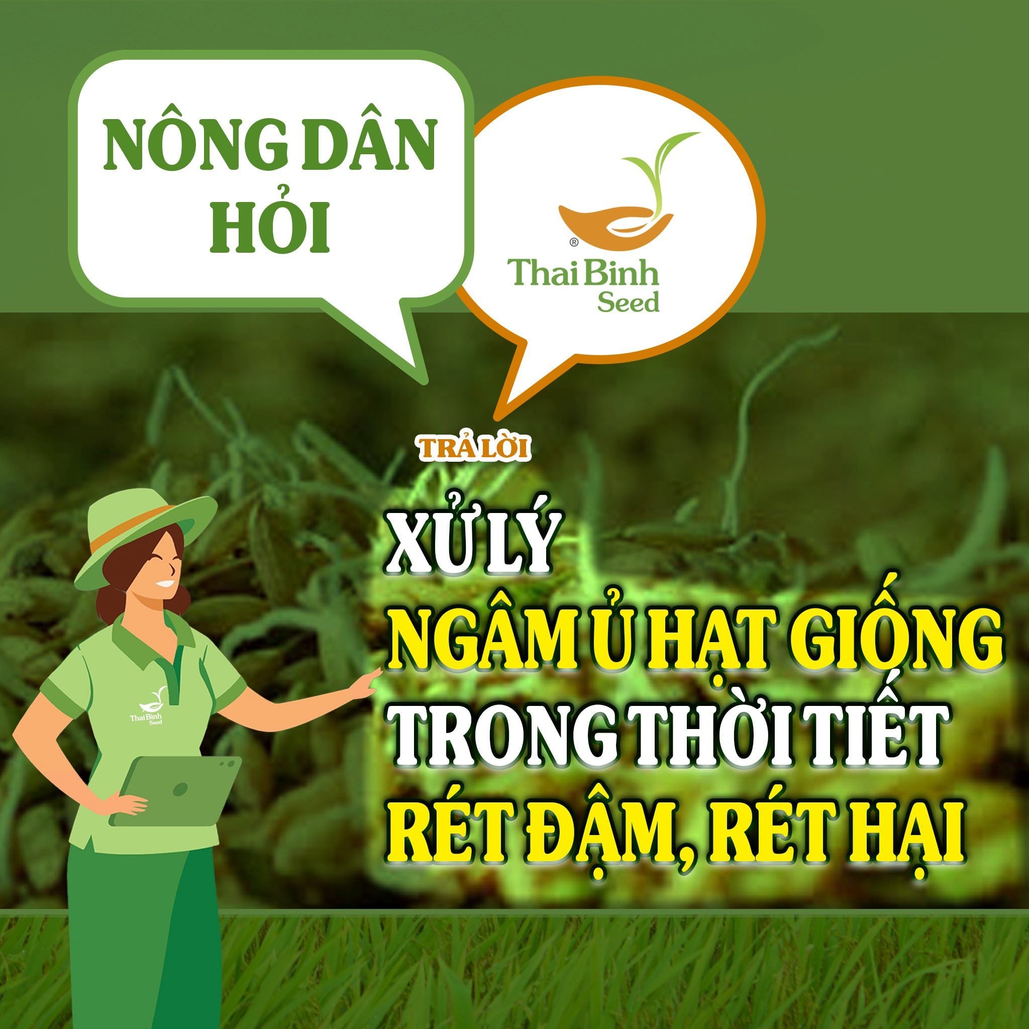 NÔNG DÂN HỎI – THAIBINH SEED TRẢ LỜI SỐ 6: HƯỚNG DẪN XỬ LÝ NGÂM Ủ HẠT GIỐNG TRONG ĐIỀU KIỆN RÉT ĐẬM, RÉT HẠI.