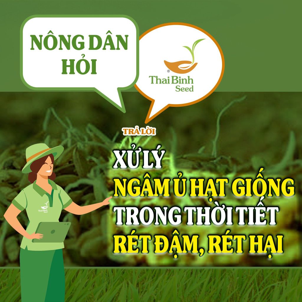 NÔNG DÂN HỎI – THAIBINH SEED TRẢ LỜI SỐ 6: HƯỚNG DẪN XỬ LÝ NGÂM Ủ HẠT GIỐNG TRONG ĐIỀU KIỆN RÉT ĐẬM, RÉT HẠI.