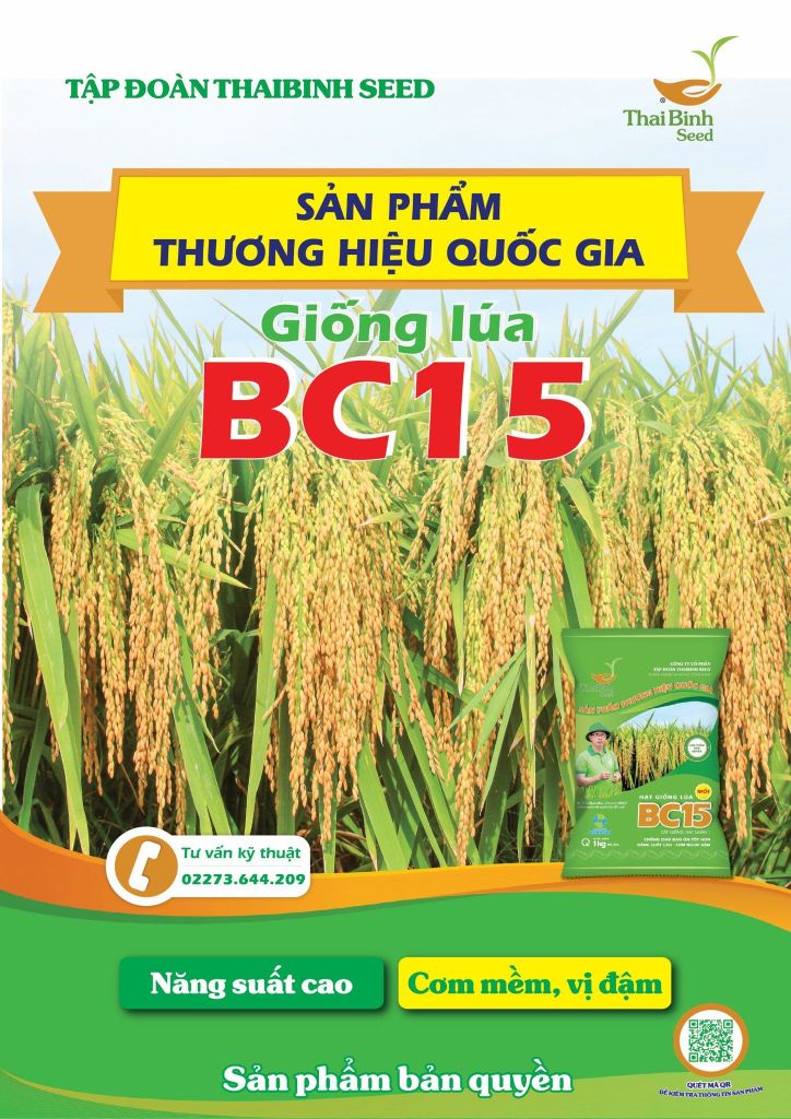 BC15 – GIỐNG LÚA BIỂU TƯỢNG CHO SẢN XUẤT BỀN VỮNG, GIÁ TRỊ KINH TẾ CAO.