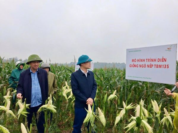 TBM135 - GIỐNG NGÔ TRỒNG LÀ CÓ LÃI, THU TIỀN NGAY TRÊN RUỘNG.