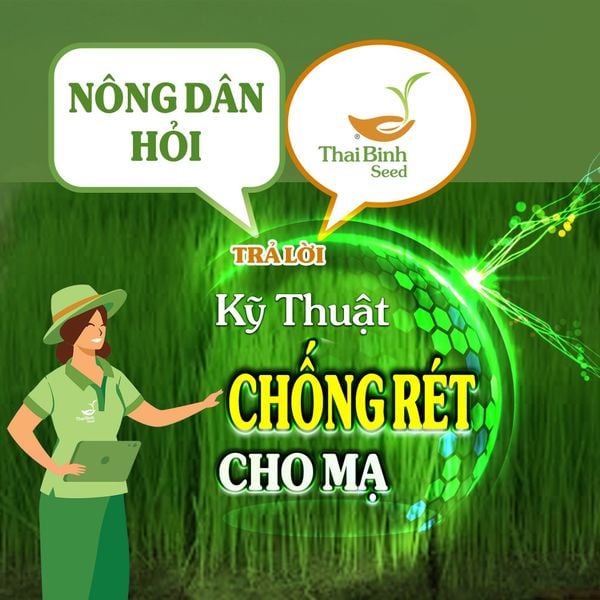 NÔNG DÂN HỎI- THAIBINH SEED TRẢ LỜI SỐ 11: KỸ THUẬT CHỐNG RÉT CHO MẠ