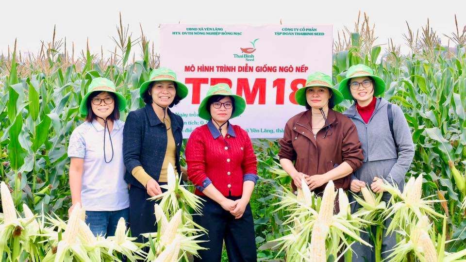 NĂNG SUẤT BẮP TƯƠI ĐẠT TỚI 17 TẤN/HA – NGÔ NẾP TBM18 KHẲNG ĐỊNH HIỆU QUẢ KINH TẾ.