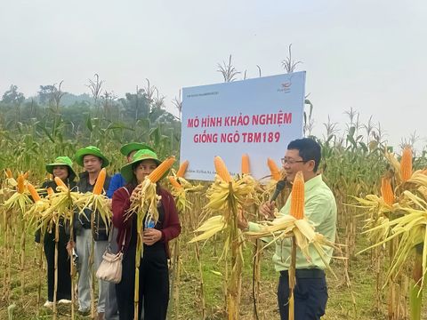 NÀ NGHÈ VÀO VỤ THU HOẠCH NGÔ TBM189 – BÀ CON PHẤN KHỞI ĂN TẾT TO