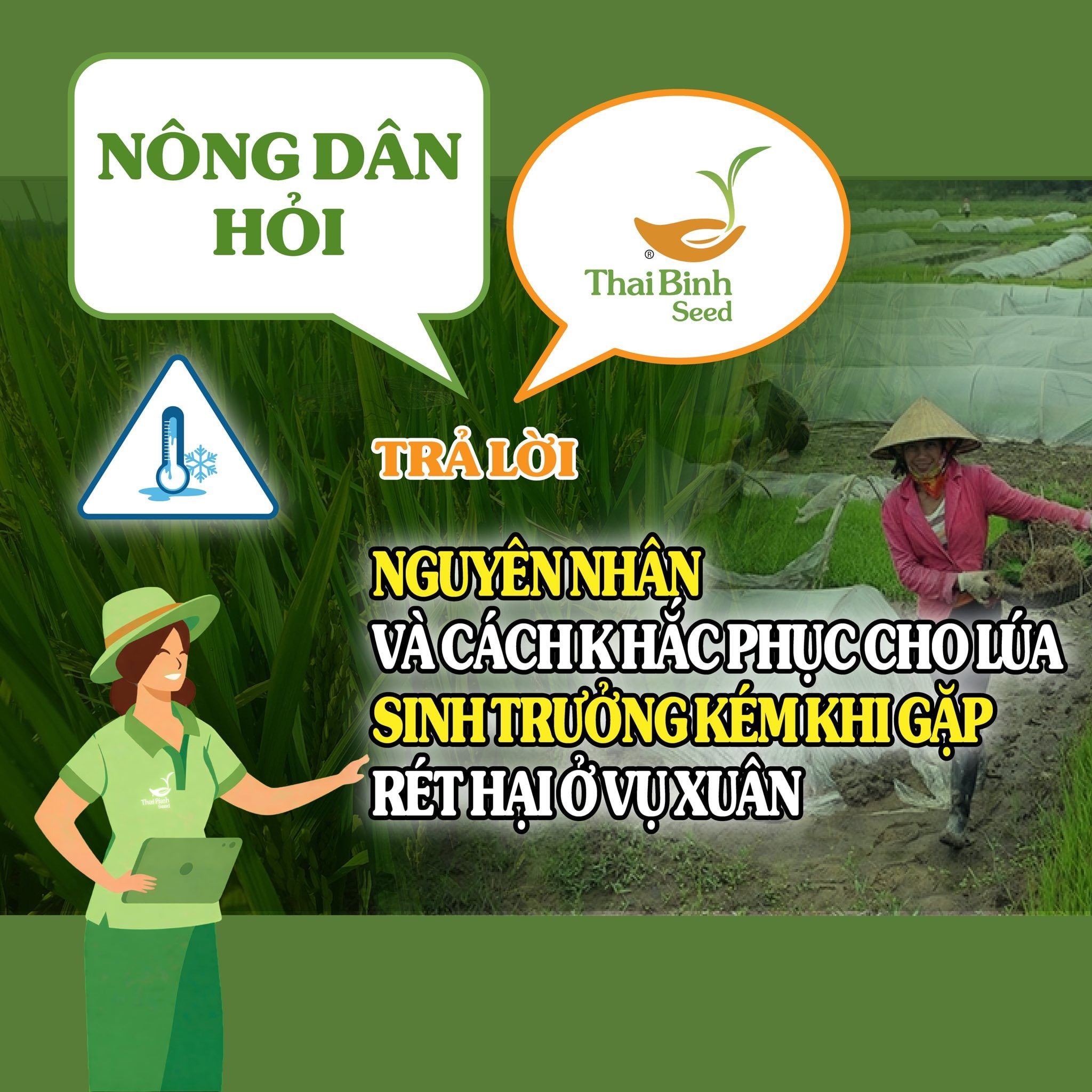 NÔNG DÂN HỎI- THAIBINH SEED TRẢ LỜI SỐ 12: NGUYÊN NHÂN VÀ CÁCH KHẮC PHỤC CHO LÚA SINH TRƯỞNG KÉM KHI GẶP RÉT HẠI Ở VỤ XUÂN