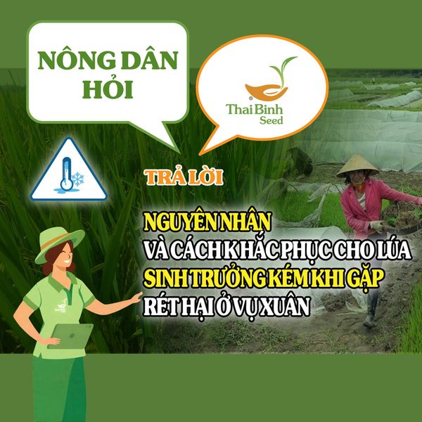 NÔNG DÂN HỎI- THAIBINH SEED TRẢ LỜI SỐ 12: NGUYÊN NHÂN VÀ CÁCH KHẮC PHỤC CHO LÚA SINH TRƯỞNG KÉM KHI GẶP RÉT HẠI Ở VỤ XUÂN