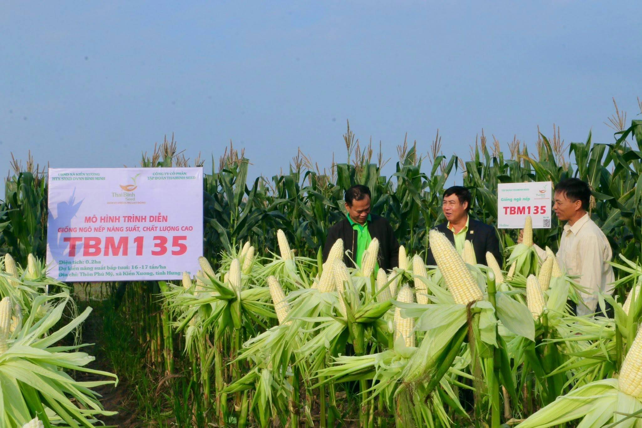 VỤ ĐÔNG THẮNG LỚN – TẾT ẤM NO NHỜ NGÔ NẾP TBM135.