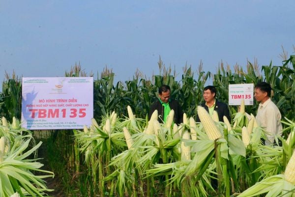 VỤ ĐÔNG THẮNG LỚN – TẾT ẤM NO NHỜ NGÔ NẾP TBM135.