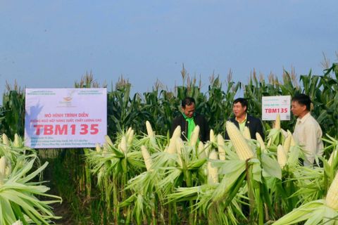 VỤ ĐÔNG THẮNG LỚN – TẾT ẤM NO NHỜ NGÔ NẾP TBM135.