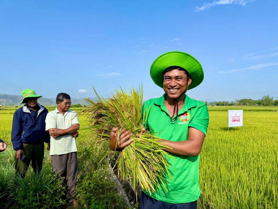 OM468 ĐẠT TỚI 8 TẤN/HA – NÔNG DÂN GIA LAI HÀO HỨNG, KỲ VỌNG NHÂN RỘNG TRONG NHIỀU VỤ TỚI.