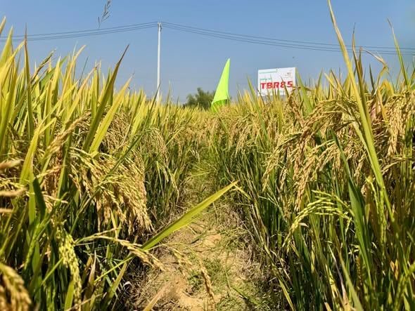 TBR85 – HƯỚNG ĐI MỚI HIỆU QUẢ CHO SẢN XUẤT GẮN VỚI CHẾ BIẾN GIÁ TRỊ CAO