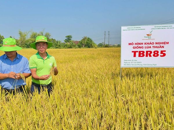 TBR85 BỪNG SÁNG TRÊN CÁNH ĐỒNG LÂN PHONG - TỈNH QUẢNG NGÃI