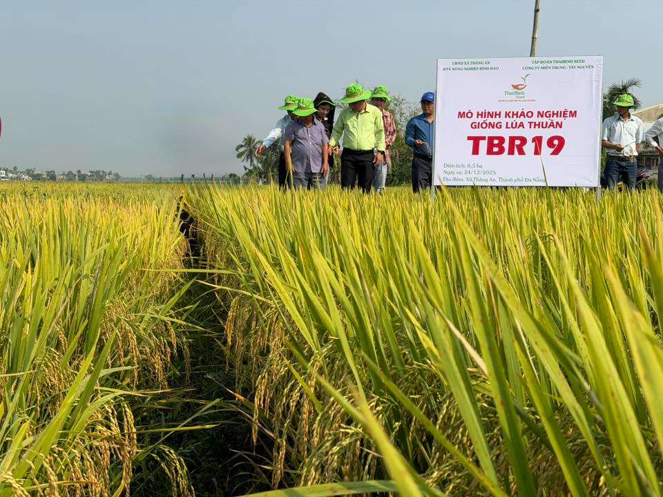 TBR19 – “CHẮC HẠT, CHẮC CÂY, CHẮC NIỀM TIN” TRÊN ĐỒNG ĐẤT THĂNG AN