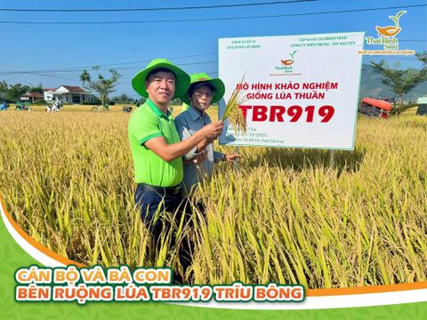 “LÚA GÌ MÀ NHÌN MÊ QUÁ VẬY CHÚ?” – “À, LÚA TBR919 THÁI BÌNH ĐẤY!”