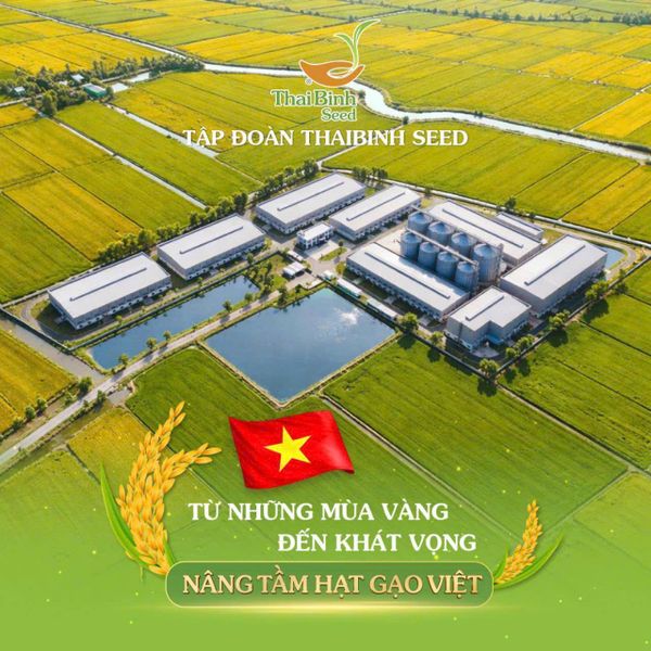 TỪ NHỮNG MÙA VÀNG ĐẾN KHÁT VỌNG NÂNG TẦM HẠT GẠO VIỆT.