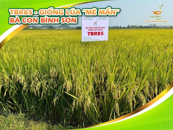 BÌNH SƠN GỌI TÊN TBR85 – VỮNG TIN MÙA VỤ 2026 THẮNG LỢI