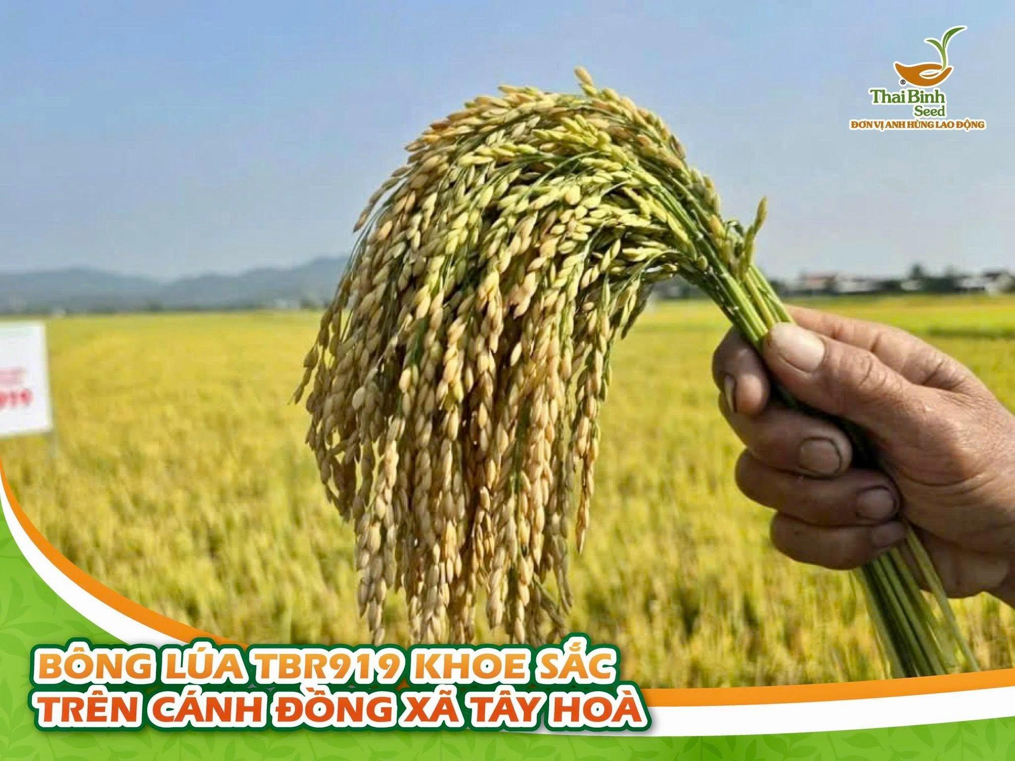 TBR919 của ThaiBinh Seed ở xã Tây Hoà, tỉnh Đắk Lắk
