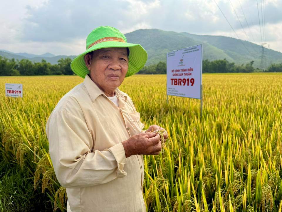 CÁNH ĐỒNG XÃ ĐỒNG XUÂN RỘN RÀNG VÌ TBR919: LÚA ĐẸP, DỄ LÀM, NHÀ NÀO CŨNG MUỐN THEO