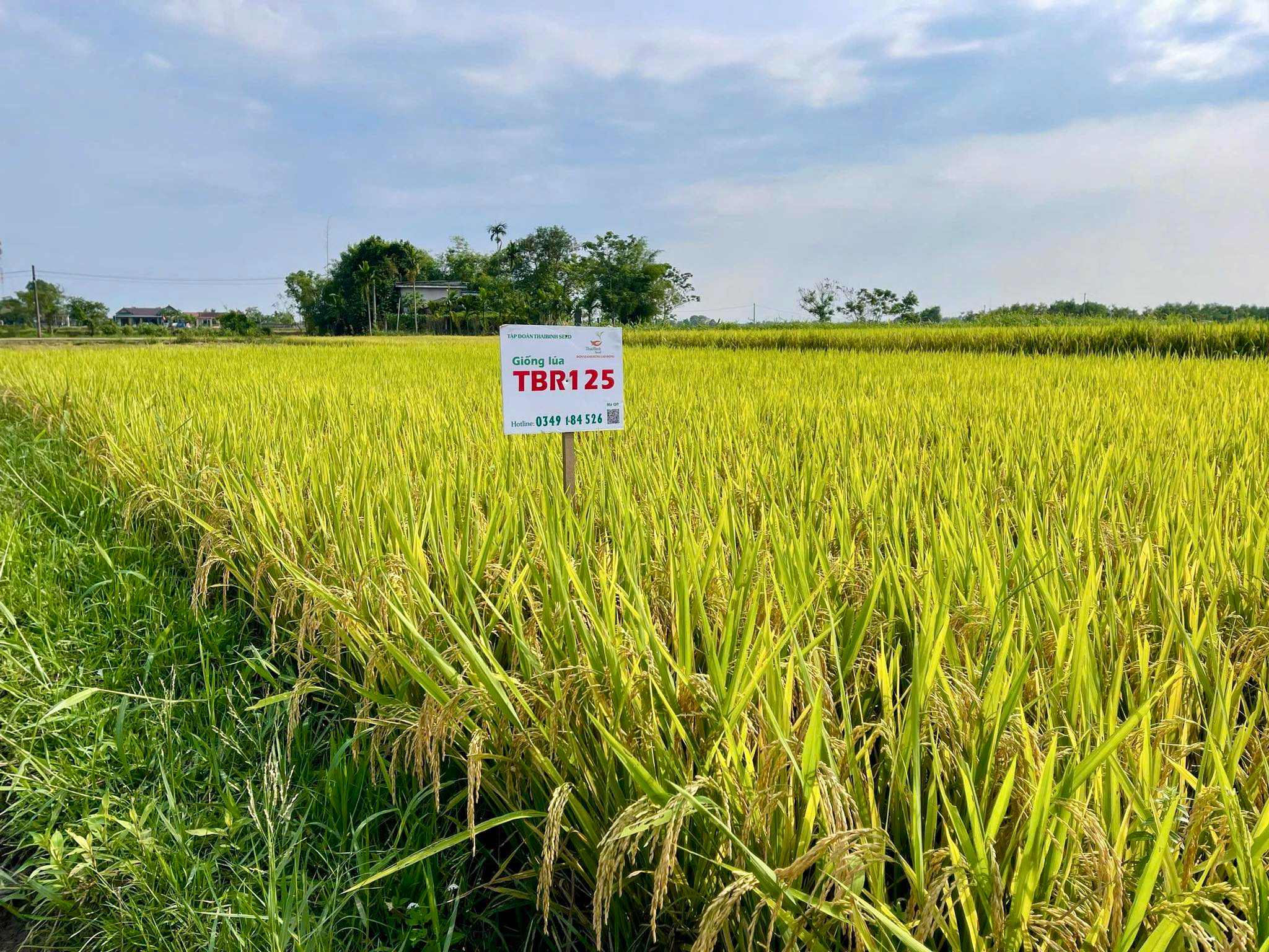 TBR125 “ĂN CHẮC” 70-75 TẠ/ HA TRÊN ĐỒNG ĐẤT QUẢNG TRỊ