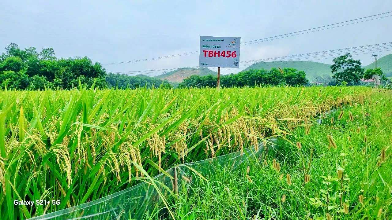 TBH456 “THÍCH NGHI RỘNG – NĂNG SUẤT CAO” TỪ XỨ THANH ĐẾN THÀNH PHỐ HOA PHƯỢNG ĐỎ