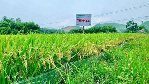 TBH456 “THÍCH NGHI RỘNG – NĂNG SUẤT CAO” TỪ XỨ THANH ĐẾN THÀNH PHỐ HOA PHƯỢNG ĐỎ