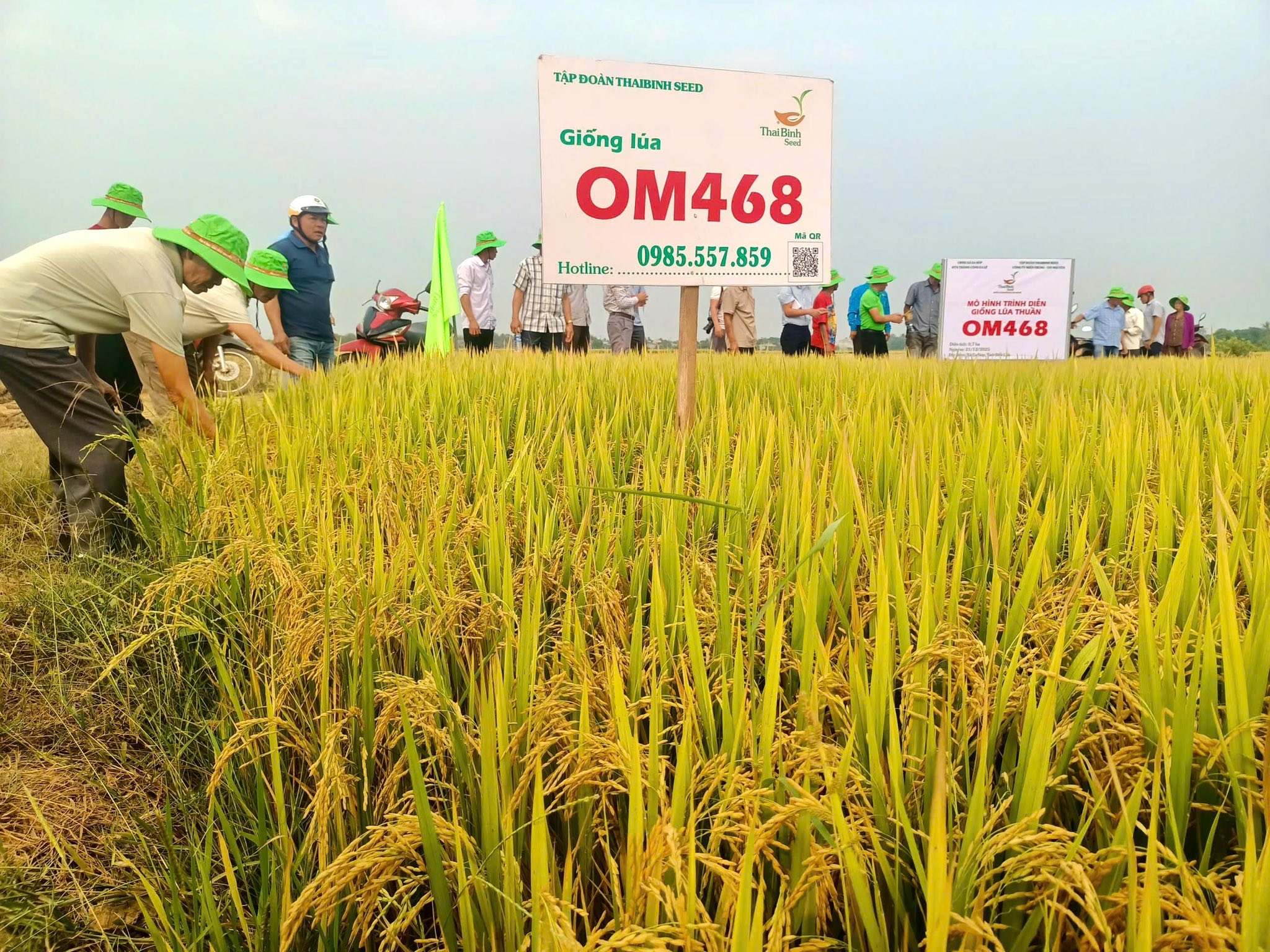OM468 “CHỊU NẮNG THẮNG GIÓ” TỪ LÂM ĐỒNG ĐẾN EA SÚP: LÚA ĐẸP TRĨU BÔNG, BÀ CON MÊ MẨN!