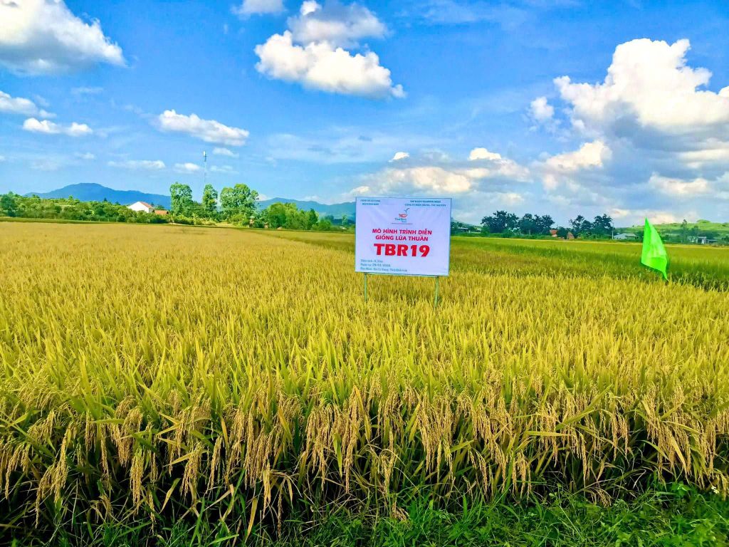 TỪ BẮC TRUNG BỘ ĐẾN TÂY NGUYÊN – BỘ GIỐNG MỚI CỦA THAIBINH SEED ĐANG “MỞ ĐƯỜNG” CHO NHỮNG VỤ MÙA BỘI THU