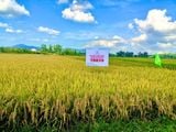 TỪ BẮC TRUNG BỘ ĐẾN TÂY NGUYÊN – BỘ GIỐNG MỚI CỦA THAIBINH SEED ĐANG “MỞ ĐƯỜNG” CHO NHỮNG VỤ MÙA BỘI THU