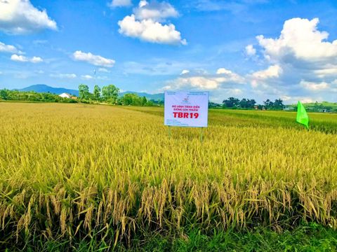TỪ BẮC TRUNG BỘ ĐẾN TÂY NGUYÊN – BỘ GIỐNG MỚI CỦA THAIBINH SEED ĐANG “MỞ ĐƯỜNG” CHO NHỮNG VỤ MÙA BỘI THU