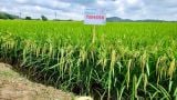 GIỐNG LÚA ĐẸP THẾ NÀY SAO GIỜ THAIBINH SEED MỚI ĐƯA VỀ?